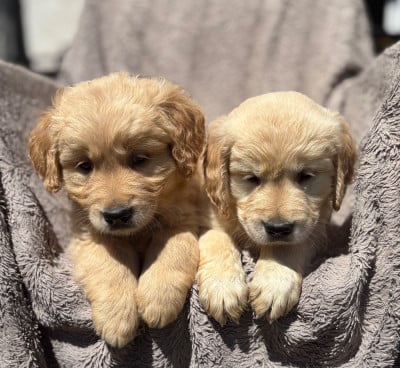 Les chiots de Golden Retriever
