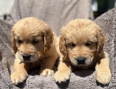 Les chiots de Golden Retriever