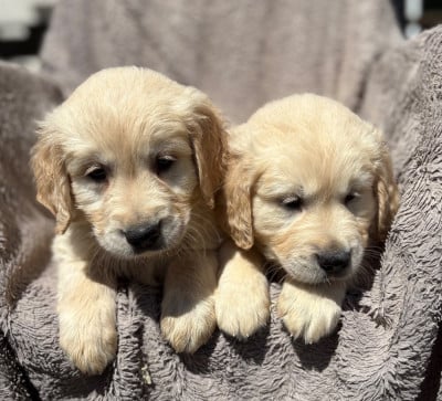 Les chiots de Golden Retriever