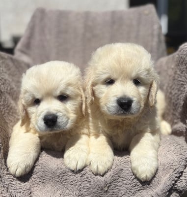 Les chiots de Golden Retriever