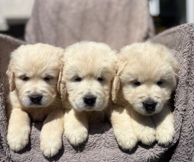 Les chiots de Golden Retriever