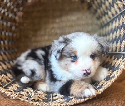 Les chiots de Berger Américain Miniature 