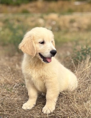 Les chiots de Golden Retriever