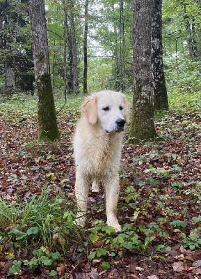 Les chiots de Golden Retriever