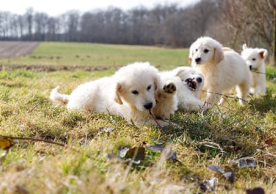 Les chiots de Golden Retriever