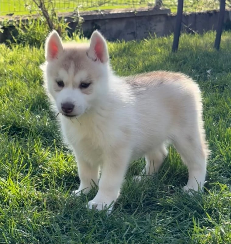 Siberian Husky - du royaume des horizons d'or