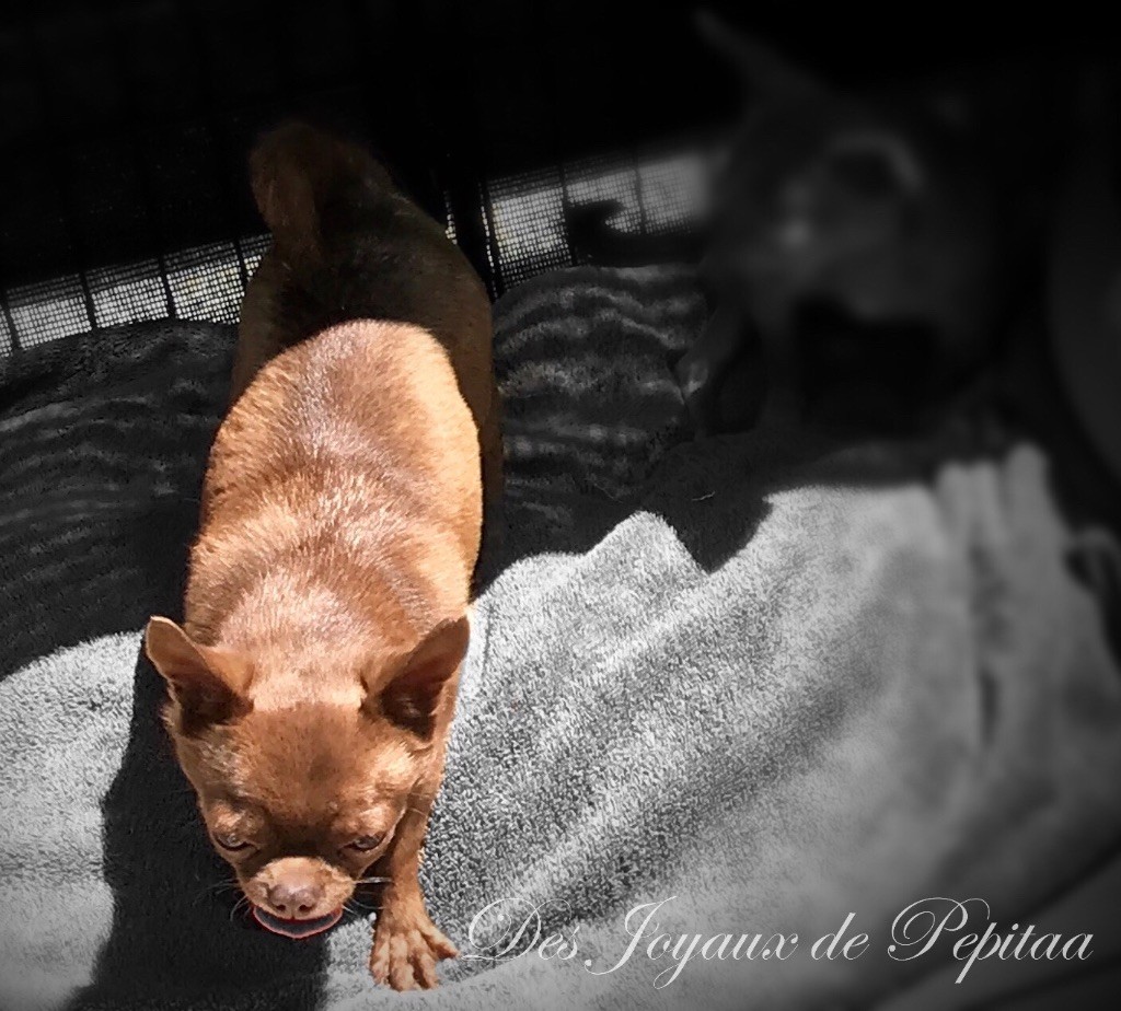 Publication : des Joyaux de Pepitaa Auteur : Des Joyaux de Pepitaa