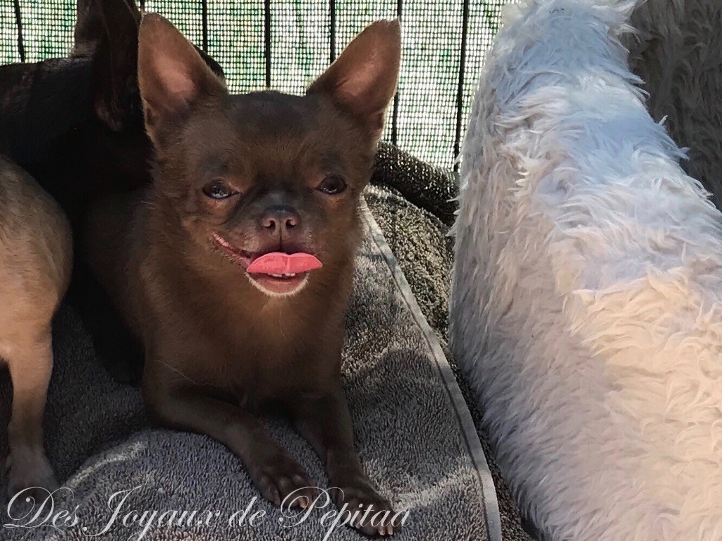 Publication : des Joyaux de Pepitaa Auteur : Des Joyaux de Pepitaa