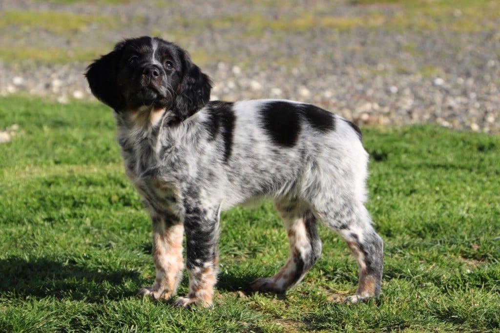 Chiots à vendre - Elevage Des Landes Du Jaunay - eleveur de chiens ...