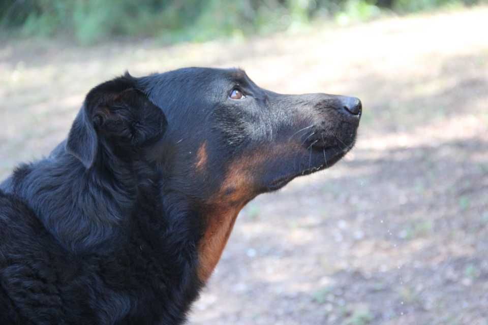 King kong da cova do lobo De Carthago Spartaria