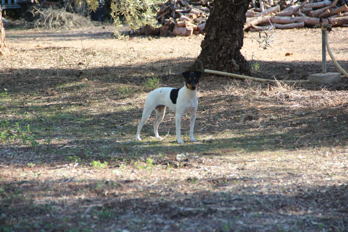 Nala-AP De Carthago Spartaria