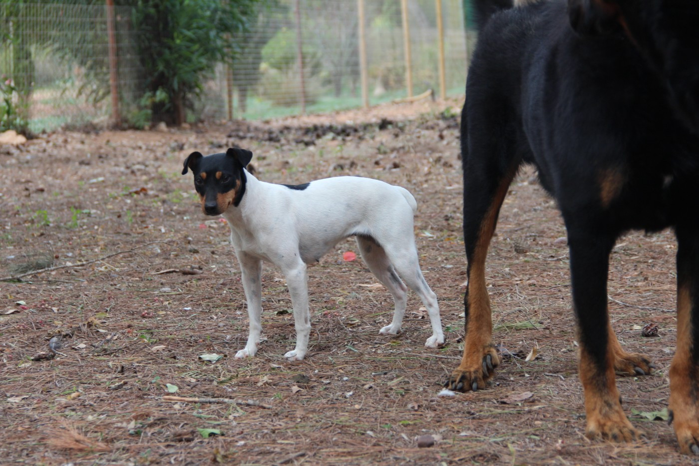 Nala-AP De Carthago Spartaria