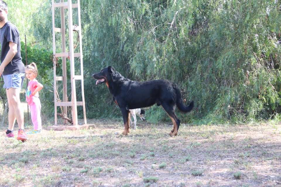 King kong da cova do lobo De Carthago Spartaria