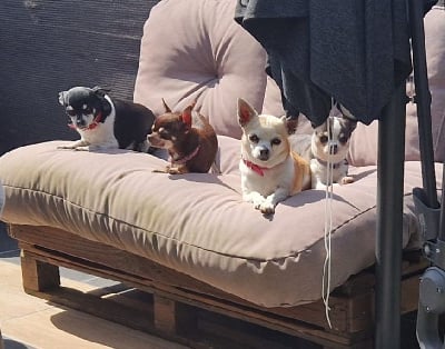 du Clan Des Petits Pirates