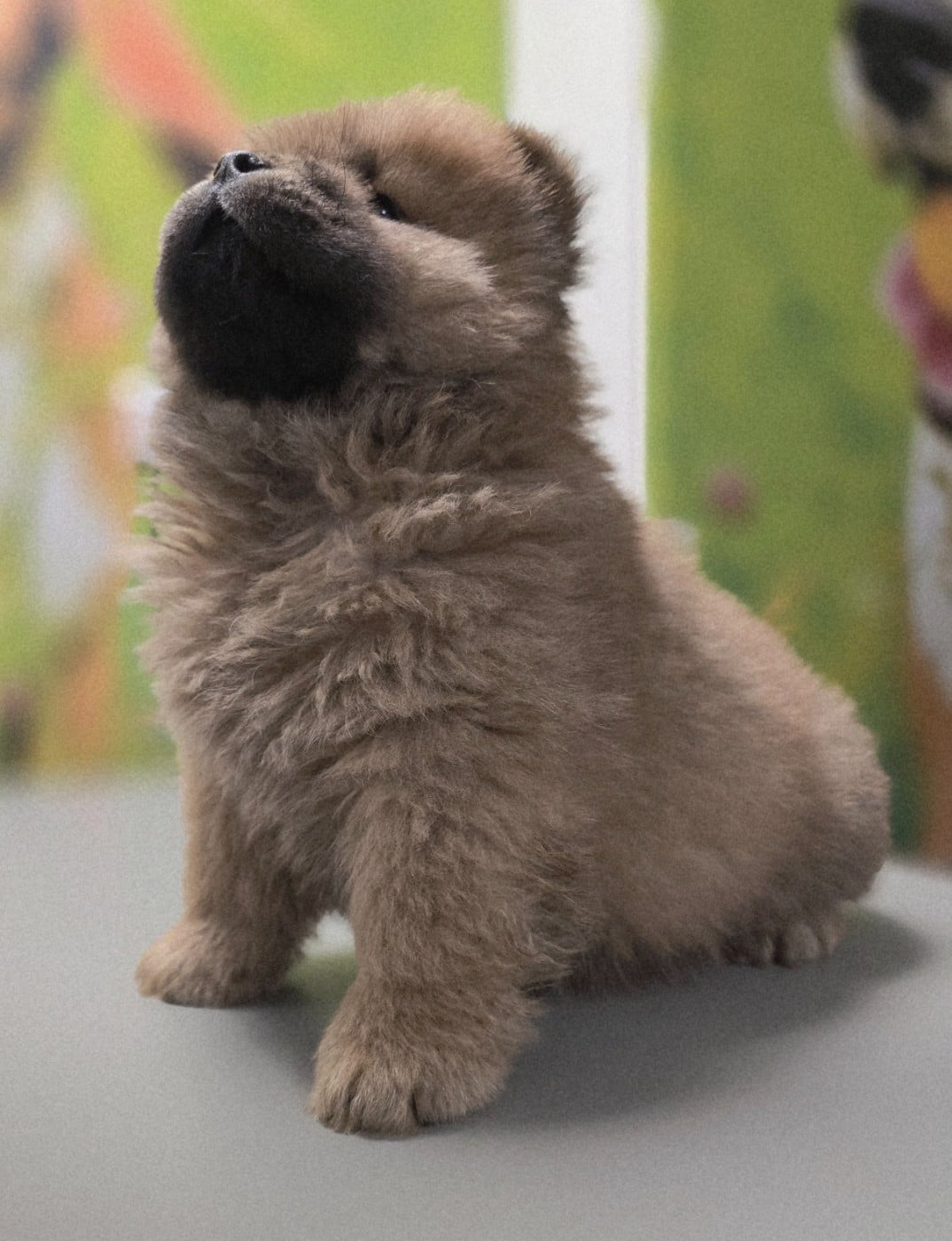 Akira des pantoufles d amour