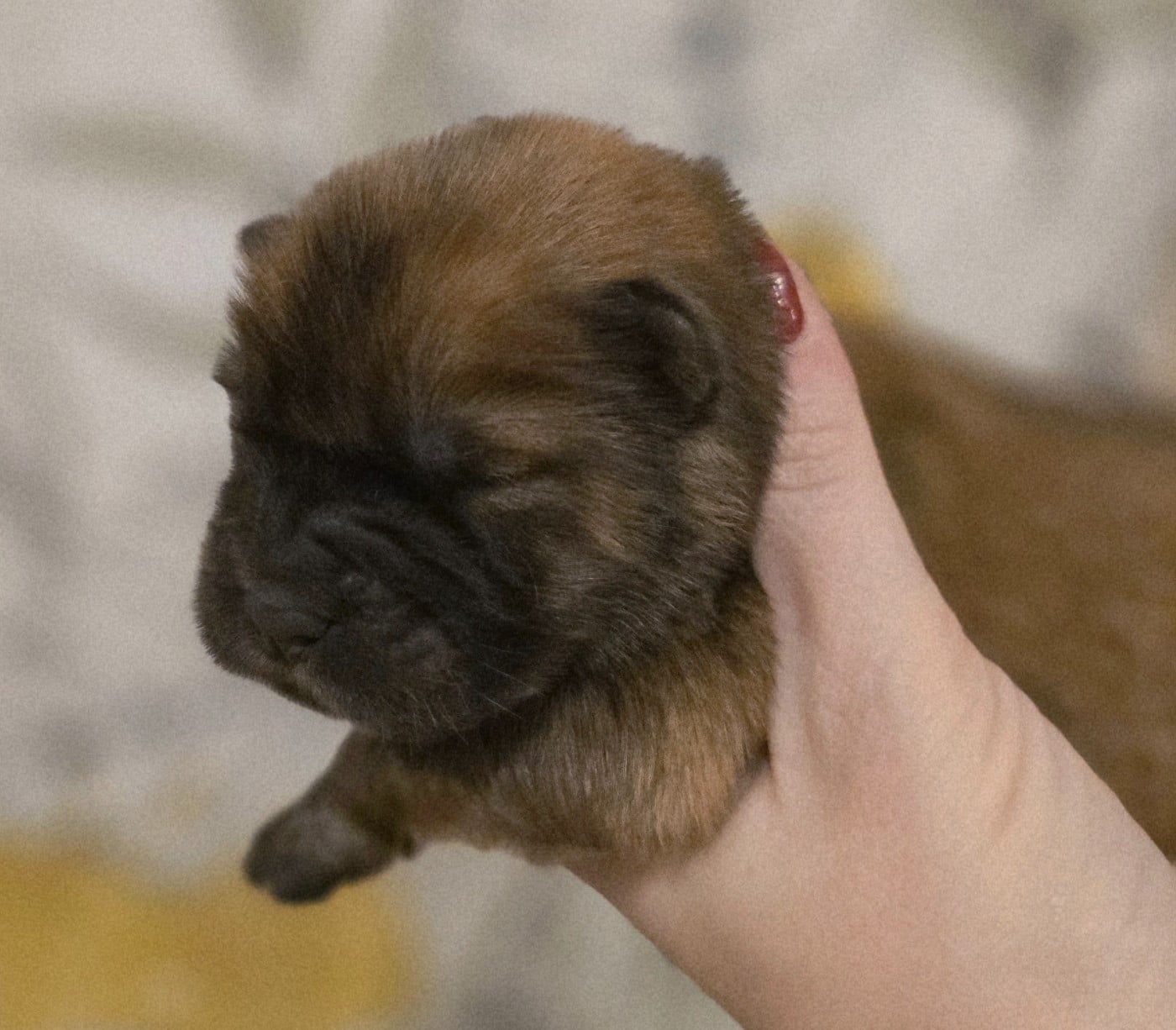 A............ - Chow Chow