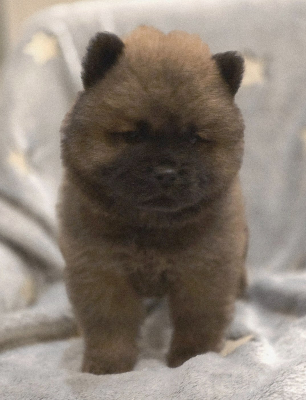 A - Chow Chow