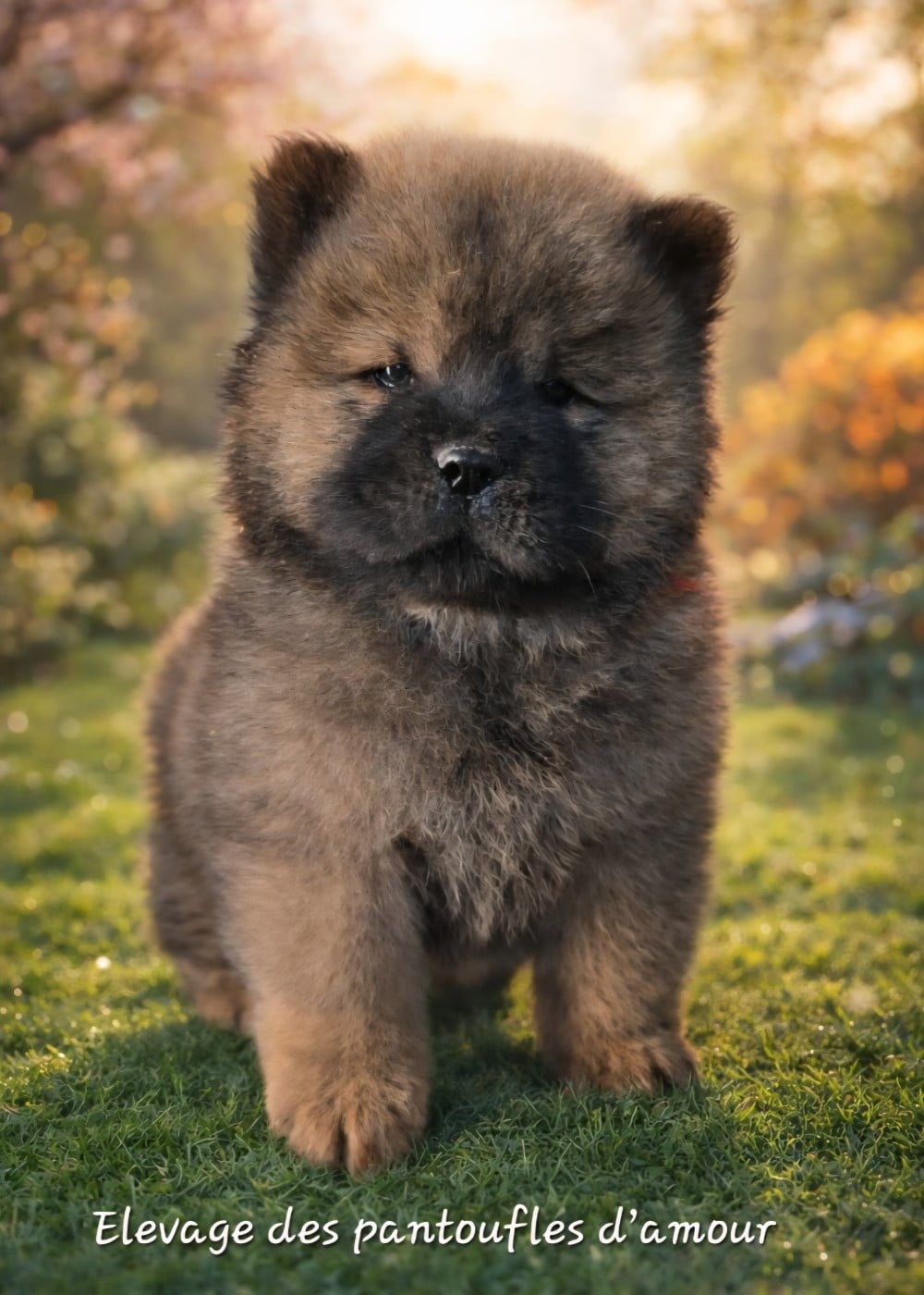 A..... - Chow Chow