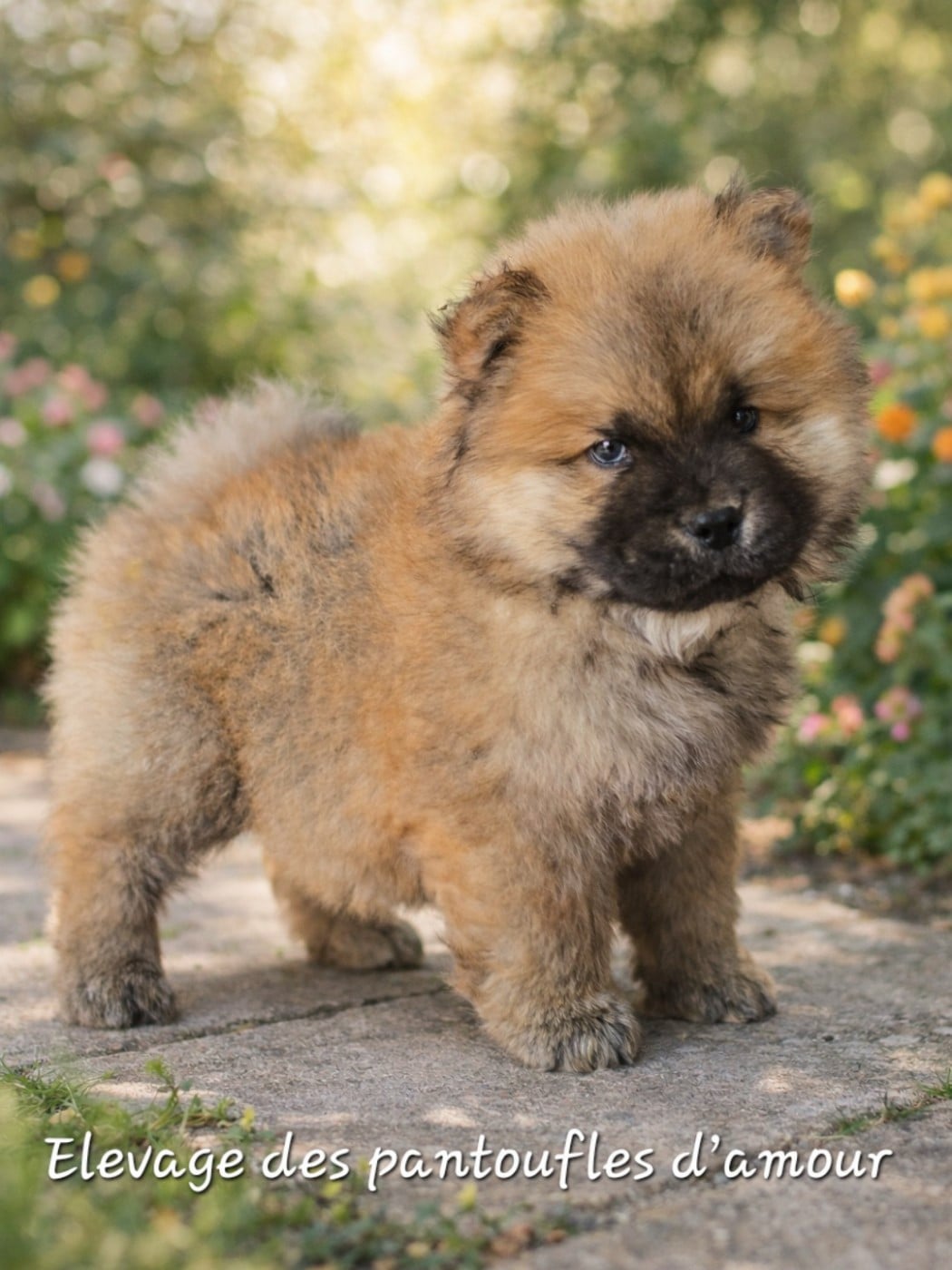 Appolon des pantoufles d amour - Chow Chow