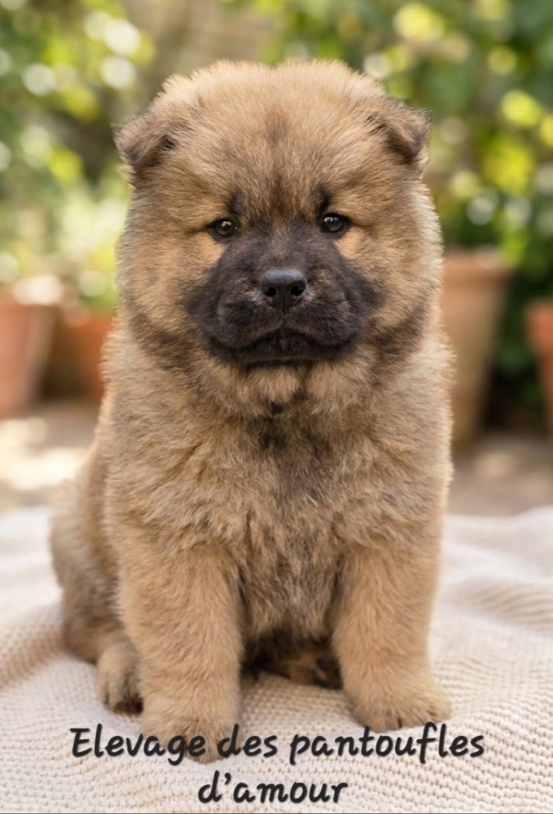 B........ - Chow Chow