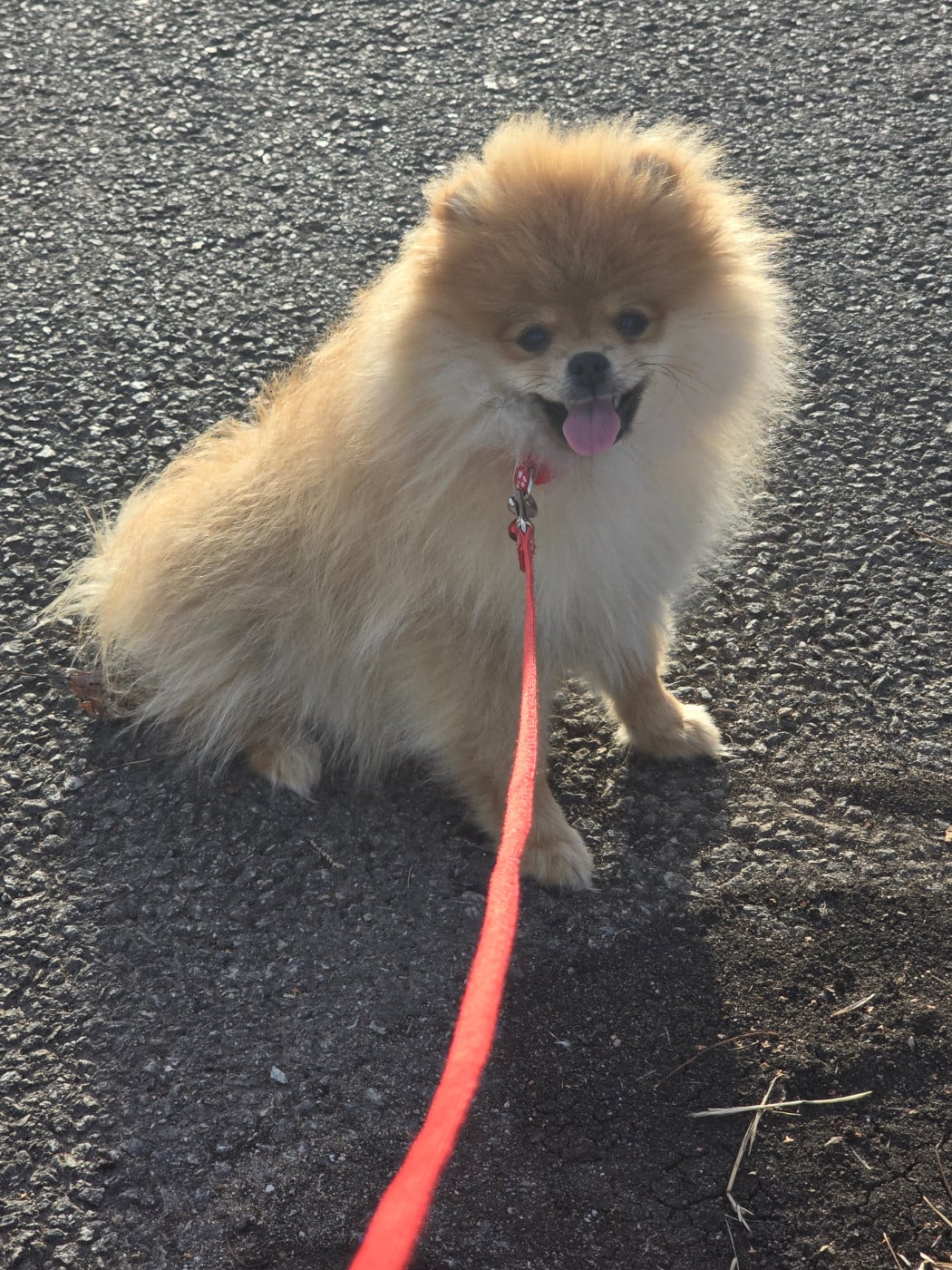 Bess - Spitz allemand
