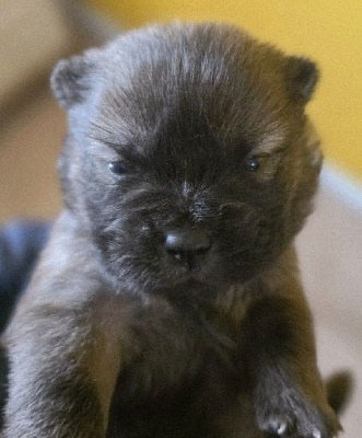 Les chiots de Chow Chow