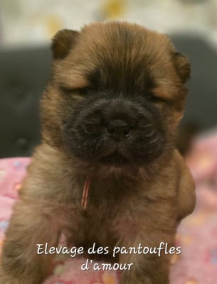 Les chiots de Chow Chow