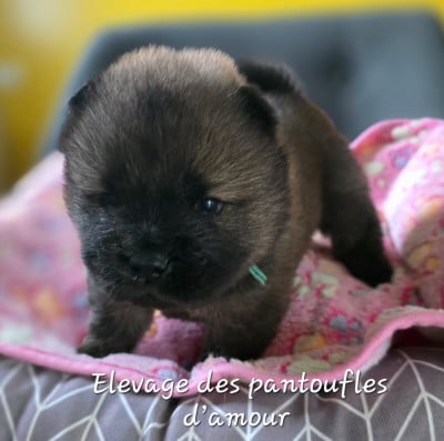 Les chiots de Chow Chow