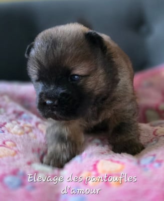 Les chiots de Chow Chow