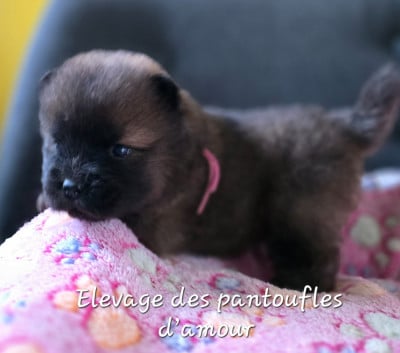 Les chiots de Chow Chow