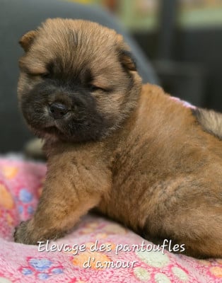 Les chiots de Chow Chow