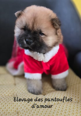 Les chiots de Chow Chow