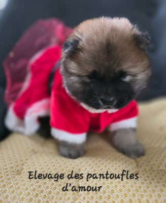 Les chiots de Chow Chow
