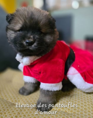 Les chiots de Chow Chow