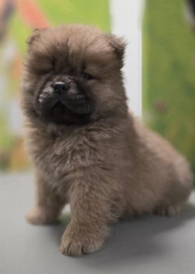 Chow Chow