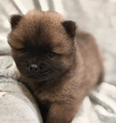Les chiots de Chow Chow