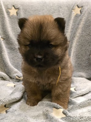 Les chiots de Chow Chow