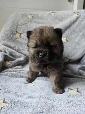 Les chiots de Chow Chow