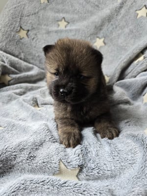 Les chiots de Chow Chow