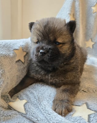 Les chiots de Chow Chow