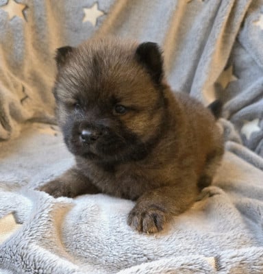 Les chiots de Chow Chow