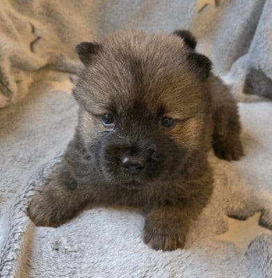 Les chiots de Chow Chow