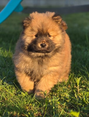 Les chiots de Chow Chow