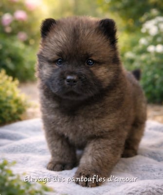 Les chiots de Chow Chow