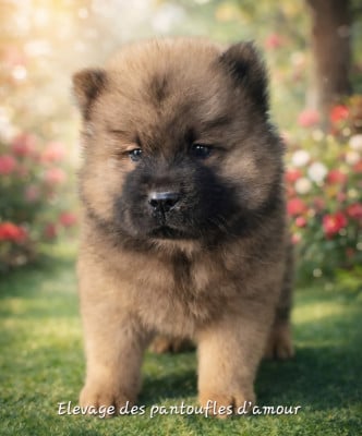 Les chiots de Chow Chow