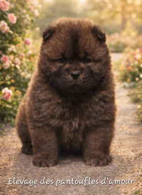 Les chiots de Chow Chow