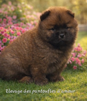 Les chiots de Chow Chow