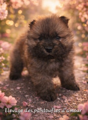 Les chiots de Chow Chow