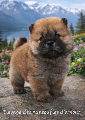 Les chiots de Chow Chow