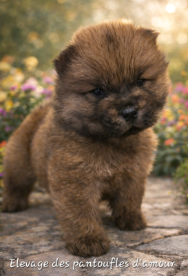 Les chiots de Chow Chow